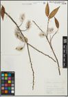 Foto von Salix pentandra L.